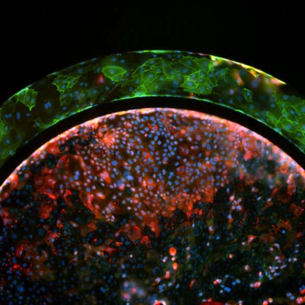SynTox 3D 毒理学模型 – 器官特异性生理反应